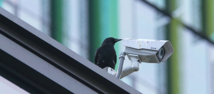 Krähen – Nature is watching us Krähen – Nature is watching us