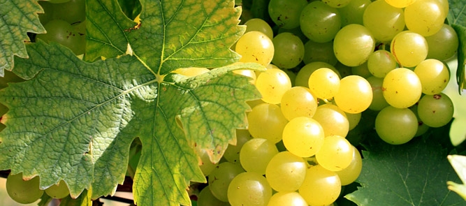 Eingeschenkt. Weinland Österreich Eingeschenkt. Weinland Österreich