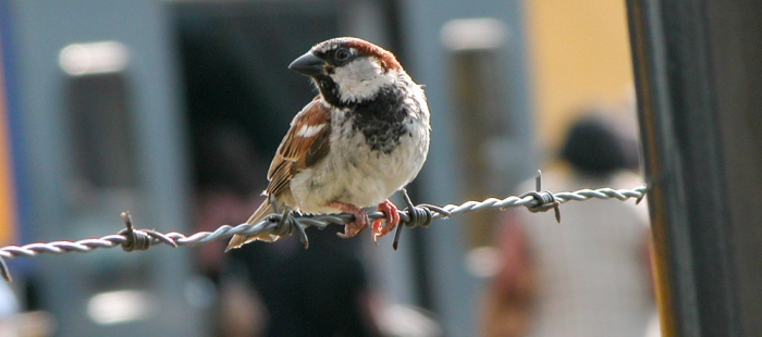 Planet der Spatzen Planet der Spatzen