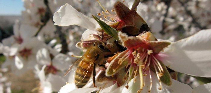 More Than Honey More Than Honey